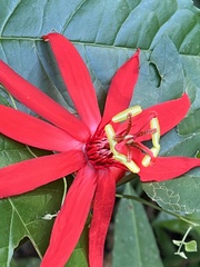 Passiflora vitifolia
