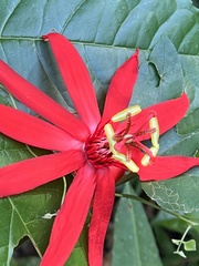 Passiflora vitifolia image