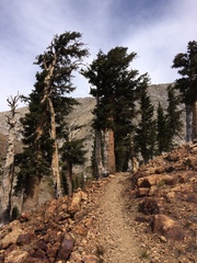Pinus balfouriana