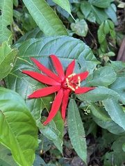 Passiflora vitifolia