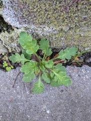 Papaver rhoeas