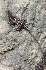 Amphibolurinae