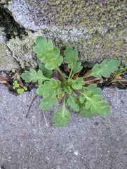 Papaver rhoeas
