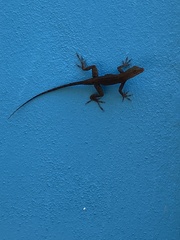 Anolis