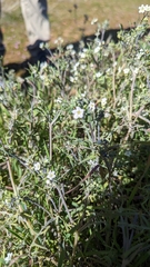 Pholistoma membranaceum