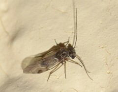 Mesopsocus