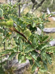 Nothofagus pumilio