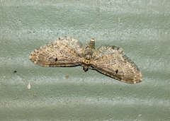 Eupithecia olivacea