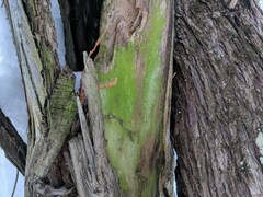 Chaenotheca furfuracea