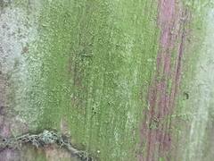 Chaenotheca furfuracea