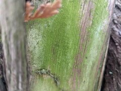 Chaenotheca furfuracea