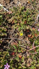 Tropidocarpum gracile