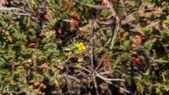 Tropidocarpum gracile