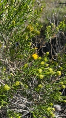 Ericameria linearifolia