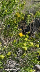 Ericameria linearifolia
