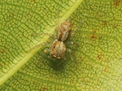 Cytaea
