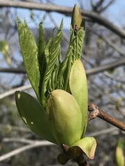 Aesculus californica