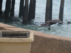 Corvus splendens