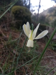 Narcissus triandrus