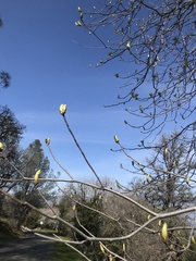 Aesculus californica