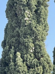 Cupressus sempervirens