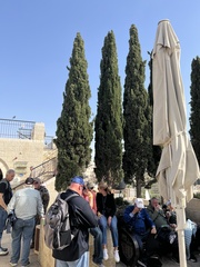 Cupressus sempervirens