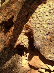 Nannotrigona testaceicornis