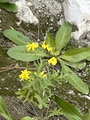 Senecio vernalis