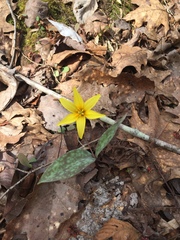 Erythronium rostratum