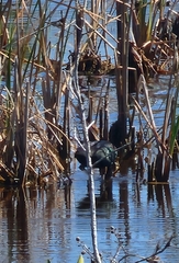 Plegadis falcinellus