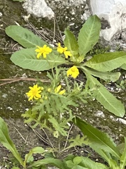 Senecio vernalis