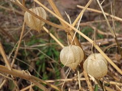 Physalis peruviana