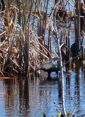 Plegadis falcinellus