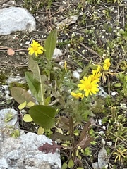 Senecio vernalis