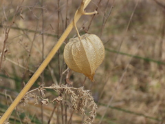 Physalis peruviana