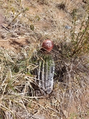 Melocactus intortus