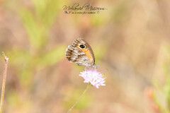 Pyronia cecilia