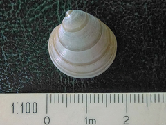 Dosinia lupinus