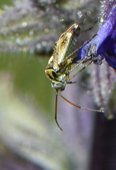 Polymerus