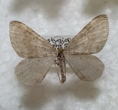 Colostygia sericeata