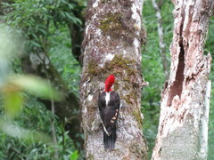 Campephilus robustus