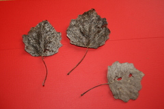 Populus