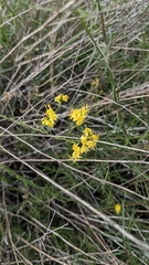 Gutierrezia californica