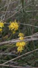 Gutierrezia californica