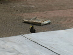 Corvus splendens