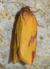 Aphelia peramplana