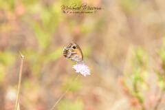 Pyronia cecilia