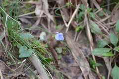 Violaceae