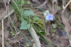 Violaceae