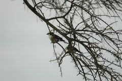 Eurocephalus ruppelli